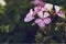 Beautiful bouquet pink geranium flower