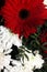 A beautiful bouquet of red gerberas, roses and white asters is a background