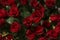 Beautiful bouquet of red roses, seen from above. Spring flowers. Wedding, women`s day, mothers day and valentines day background.