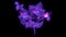 Beautiful bouquet with roses and leaves laser animation