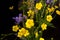 Beautiful bouquet of small Ranunculus flowers against dark background