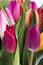 Beautiful bouquet of tulips close up