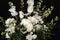 Beautiful bouquet of a variety of white flowers