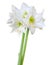 Beautiful bouquet of white Amaryllis Amaryllidaceae, Hippeastrum with bud isolated on white background, including clipping path