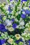 Beautiful bouquet of white, blue and two-tone eustoma close-up. Selective focus, varieties of modern selection