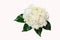 Beautiful bouquet of white budding Gardenia jasminoides flower.