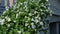 Beautiful bouquet with white petunias and other flowers decorating wall in greenhouse