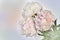 Beautiful bouquet of white-pink peonies on light pastel background