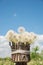 A beautiful bouquet of white round dandelions in a homemade vase of twigs in the garden against a blue sky background