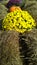 Beautiful bouquet of yellow chrysanthemums on hay. Ð¡hrysanths flower is queen of autumn.