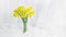Beautiful bouquet of yellow daffodils in a transparent vase. spring flowers on a white background.