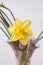 Beautiful bouquet of yellow narcisus flowers in a glass vase.