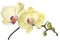 Beautiful bouquet of yellow orchid flowers. Bunch of luxury tropical yellow-pink orchids - phalaenopsis - isolated on white