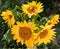 Beautiful bouquet of yellow sunflowers close-up