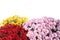 Beautiful bouquets of colorful chrysanthemum flowers