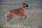 Beautiful Boxer Dog standing in grass, alert, profile view.