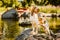 Beautiful Bracco Italiano pointer male dog standing on rock near water at beautiful landscape