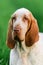 Beautiful Bracco Italiano standing in high green grass