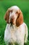 Beautiful Bracco Italiano standing in high green grass