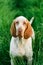 Beautiful Bracco Italiano standing in high green grass