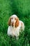 Beautiful Bracco Italiano standing in high green grass