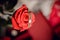 Beautiful bracelet on red rose