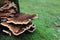 Beautiful bracket fungus at a tree trunk and a green background