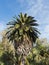 Beautiful Brahea edulis, Guadalupe Palm from Guadalupe Island