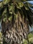 Beautiful Brahea edulis, Guadalupe Palm from Guadalupe Island
