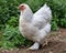 Beautiful Brahma chicken