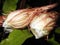 Beautiful Brahma Kamal or Saussurea obvallata flower bloomed in a dark night background