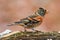 Beautiful brambling Fringilla montifringilla