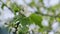 Beautiful branch of apple tree at bloom. Apple tree flower close up.