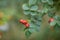 Beautiful branch of aromatic wild briar plant with bright red ripe berry. herbal tree outdoor on blur green background closeup