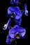 Beautiful branch of blue phalaenopsis orchids with black background