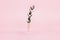 Beautiful branch with even leaves standing in a medical test tube on a pink background