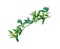 Beautiful branch with flowers. Hand painted decorative image.