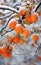 Beautiful_branch_with_orange_and_red_leaves_in_1690448740724_7
