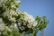 Beautiful branch pear tree blossoms against a blue background