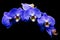 Beautiful branch of phalaenopsis blume blue orchids with black background