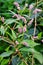 Beautiful branch with pink flowers. Persicaria or polygonum hydropiper on green blurred background