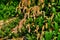 Beautiful branch with pink flowers. Persicaria or polygonum hydropiper on green blurred background