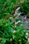 Beautiful branch with pink flowers. Persicaria or polygonum hydropiper on green blurred background