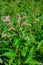 Beautiful branch with pink flowers. Persicaria or polygonum hydropiper on green blurred background