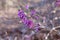 Beautiful branch with pink mezereum in the nature