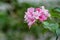 Beautiful branch of pink weigela flowers in the garden at summertime