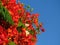 Beautiful branch of red flowers Flame tree (Delonix regia) against the blue sky.
