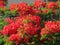 Beautiful branch of red flowers Flame tree (Delonix regia) in June in Israel close-up.