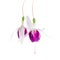 Beautiful branch of red and white fuchsia flower is isolated on