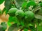 Beautiful branch of a tree with bright green lemons in autumn in Israel close-up.